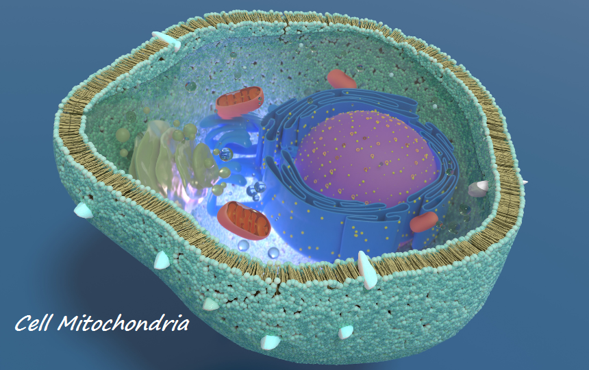 Study Sheds Light on Cell Mitochondria